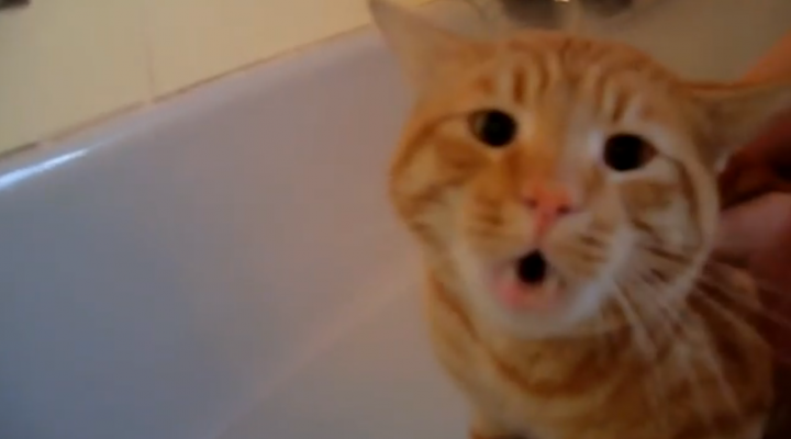 Tigger the cat says ‘NO!’ to bath