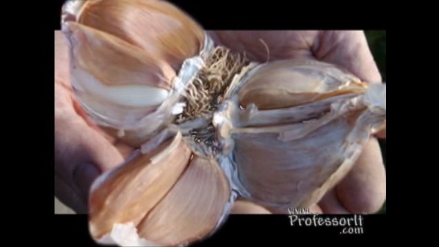 Nutritious Diet Tips On Video 9 – Super Garlic